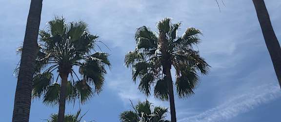 low angle photo of fan palm trees under blue sky