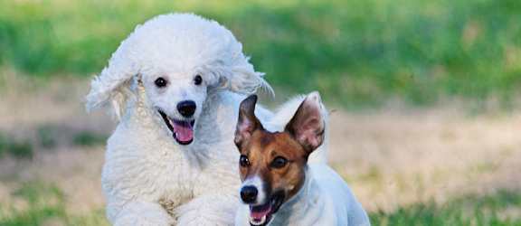 Dogs running stock image