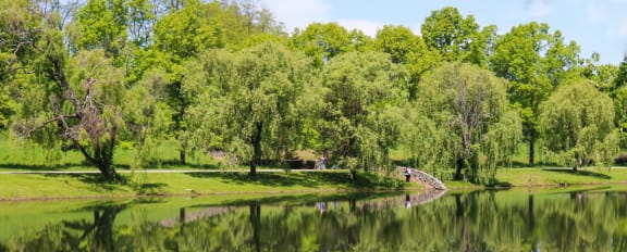 Lake with green trees and a blue sky. 