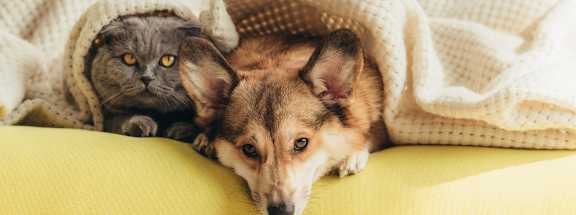 a cat and a dog laying under a blanket