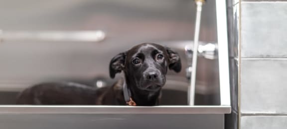 a dog sitting in a bathtub
