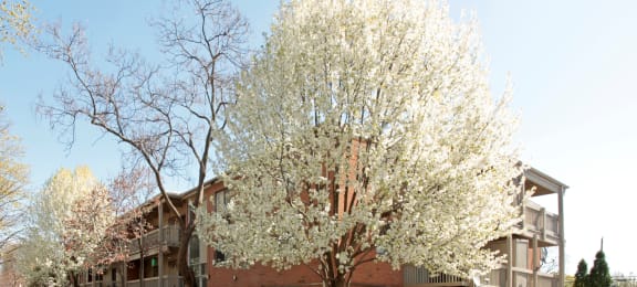 a tree with white flowers in front of an apartment building
