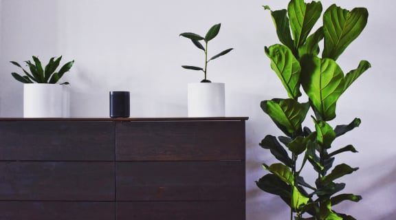Stock photo of dresser with plants