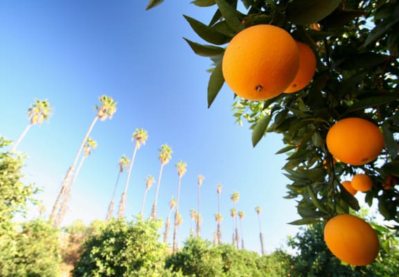 a bunch of oranges hanging from a tree