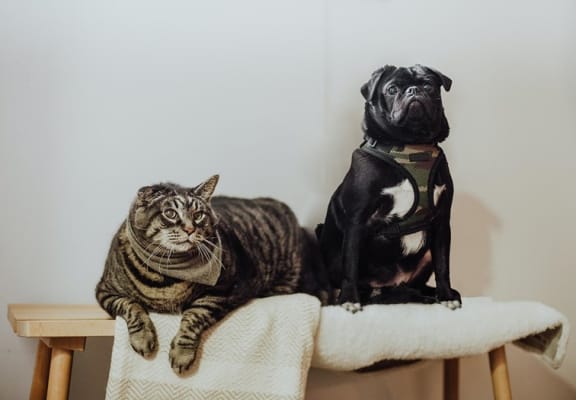 dogs and cats allowed at westborough arms apartments