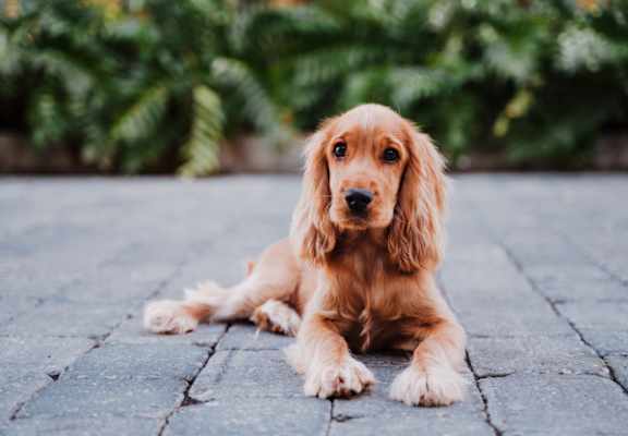 a dog laying down on a brick road