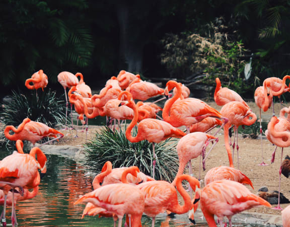 a flock of flamingos at the san diego zoo