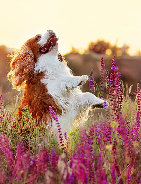 Edenbridge Apartments Apartments in Tinley Park, IL