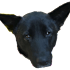 a black dog with big ears on a green background
