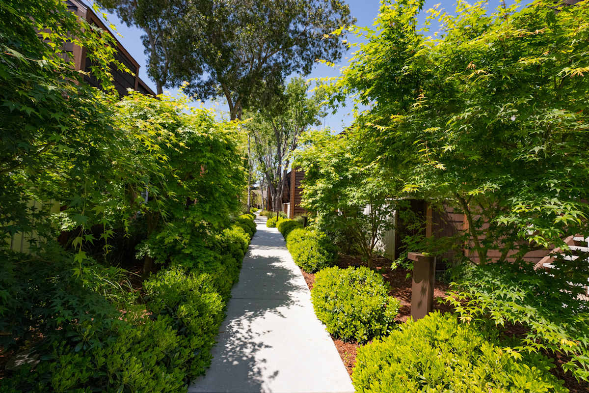 Grove Apartments tree-lined walkway - Sunnyvale, CA