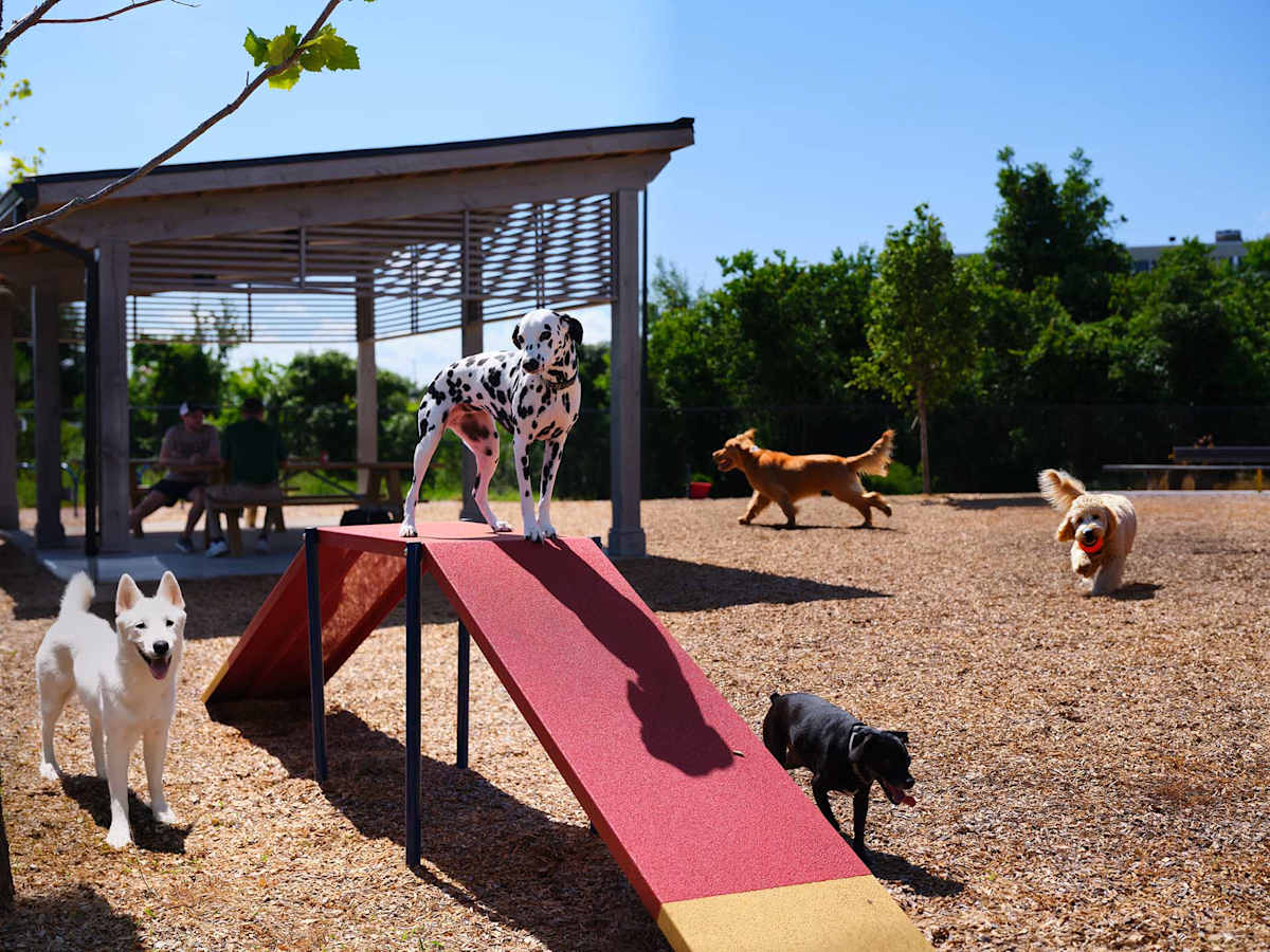 The Kelly at 23rd Luxury Apartments dog park agility area - Panama City, FL