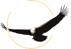 Little Eagle Bay Logo - White font