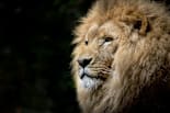 A lion with a golden mane and a focused gaze.