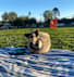 A dog is sitting in a hat on a blanket in a park.
