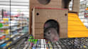 picture of a rat in da crib