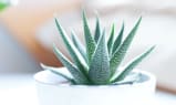 Succullent plant(1)