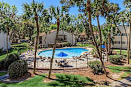Pool surrounded by palm trees and a fence.