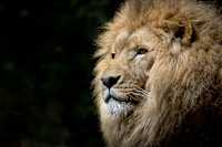 A lion with a golden mane and a focused gaze.