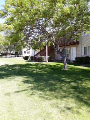 Apple Tree Lawn