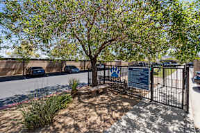 a park with a tree and a fence with cars on the street
