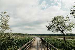 A wooden boardwalk leads through a marshy area.