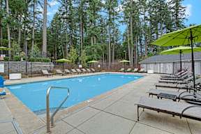 A pool surrounded by trees and sun loungers.