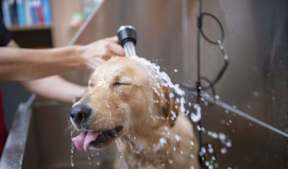 a dog taking a bath in a shower