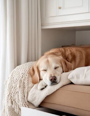 A golden retriever dog is sleeping on a couch with a white pillow and a white blanket.