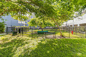 Dog park area with a bench and a tree.
