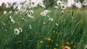 A field of daisies and other wildflowers.