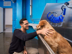 pet friendly amenities paw spa