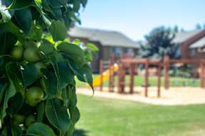 A tree with green apples in the foreground and a playground in the background.