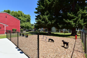 two dogs in a fenced in area with a red barn in the background