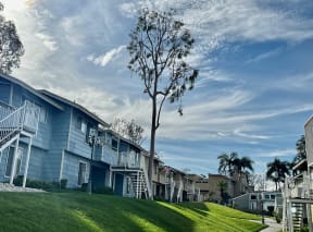 a tree in the middle of a grassy area in front of a row of houses