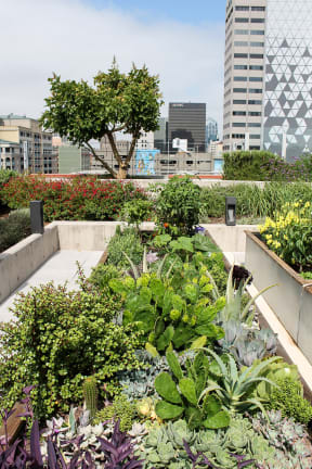 a garden on the roof of a building in the city