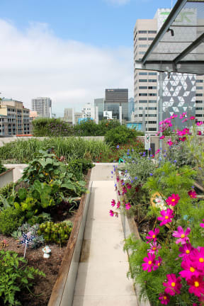 a garden on the roof of a building in the city