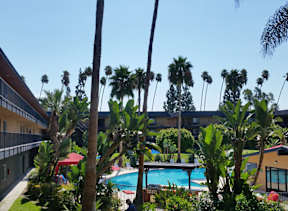A pool surrounded by palm trees and plants.
