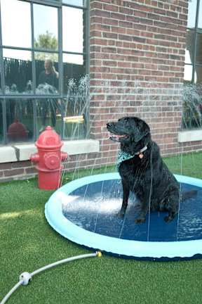 a black dog sitting on top of a water sprinkler
