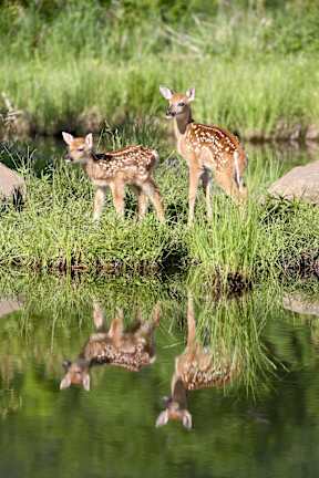 Two deer standing by a body of water.