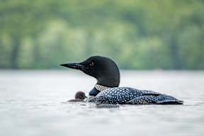 A black bird with red eyes is swimming in the water with a duckling.