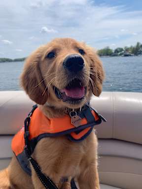 A golden retriever dog wearing a life jacket on a boat.