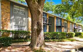 A tree stands in front of apartment buildings.