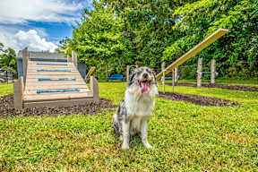 A dog is sitting in front of a wooden structure with blue bars.