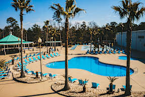 A pool surrounded by palm trees and sun loungers.