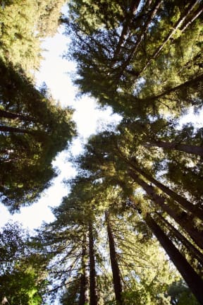 looking up through the trees to the sky in a forest