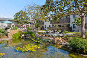 A pond with lily pads and a fence in the background.