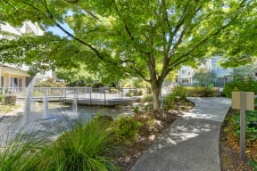 A mature shade tree near on-site pond with fountain features and a bridge at The Retreat at Walnut Creek, Walnut Creek