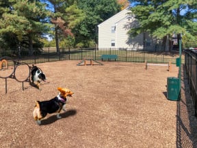 two dogs playing in a dog park