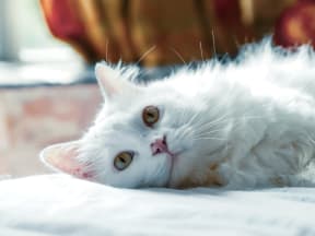 close up on the face of a white fluffy cat laying down on it's side