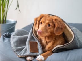 puppy partially covered by a blanket